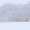 おとふけ柳町｜木の枝に積もった雪が幻想的！