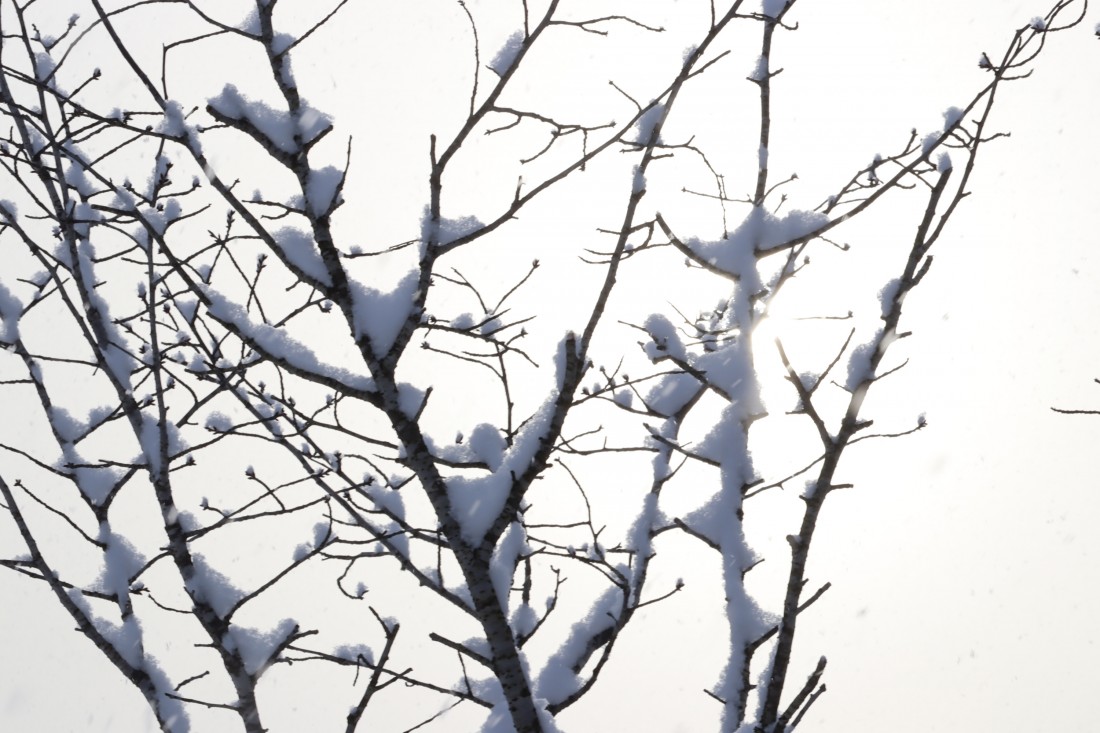 おとふけ柳町｜木の枝に積もった雪が幻想的！