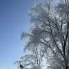 樹木の雪化粧